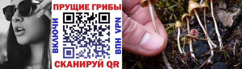 Псилоцибиновые грибы GOLDEN TEACHER  где найти наркотики  Слободской 